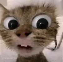 A kitten staring wide-eyed with its mouth open in shock