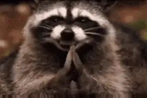 A raccoon rubbing its paws together, clearly plotting something