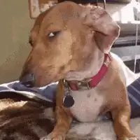 A small dog giving a long, suspicious side-eye